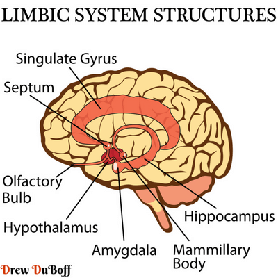 Amygdala and Hippocampus